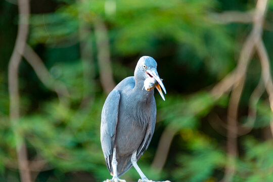 Pacific Reef Heron in Northern Territory - Australia