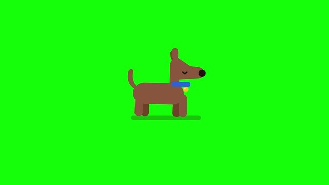 Cute cartoon walking dog animation on green screen