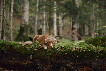 Obraz premium Nova Scotia Duck Tolling Retriever lies among moss-covered logs in quiet woodland. Green forest floor and fallen leaves create a peaceful fall outdoor setting.