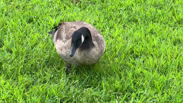 A Canada goose grazes and forages on a vibrant green grass lawn. High-angle close-up shot of a wild waterfowl pecking at grass in a park outdoors.
