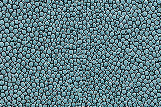 Blue stingray leather texture background
