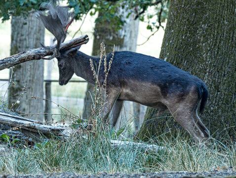 Daim &agrave; la robe sombre, debout en sous-bois