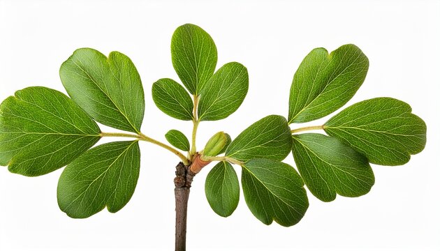 Small Sprig With Green Leaves Of Cotoneaster Lucidus Isolated On White Or Transparent Background