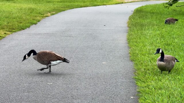 A Canada goose walks across a paved park path toward a flock grazing on lush green grass. Panning shot capturing wild waterfowl foraging outdoors in a public park setting.