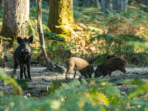 Sanglier et deux marcassins fouillant le sol forestier
