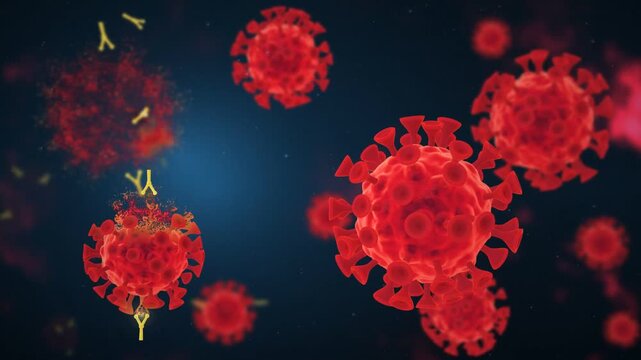 Yellow antibodies bind to red virus particles and dissolve them into drifting fragments