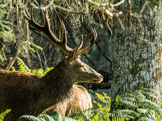 Profil ensoleillé d'un cerf élaphe aux bois détaillés © Ludovic