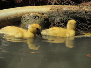 Pato aqui, pato acolá. © rose1967