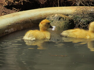 Pato aqui, pato acolá. © rose1967