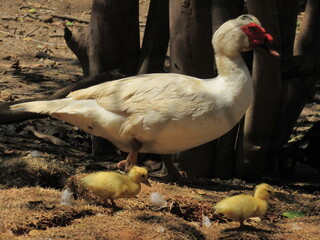 Pato aqui, pato acolá. © rose1967