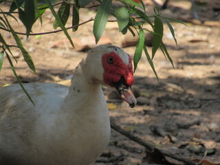 Pato aqui, pato acolá. © rose1967