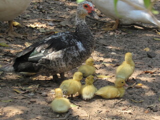 Pato aqui, pato acolá. © rose1967