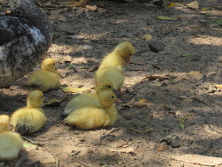 Pato aqui, pato acolá. © rose1967