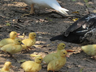 Pato aqui, pato acolá. © rose1967