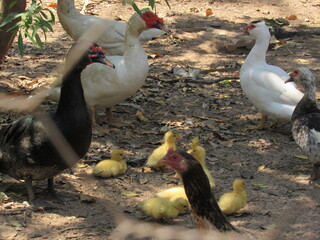Pato aqui, pato acolá. © rose1967