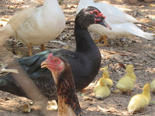 Pato aqui, pato acolá. © rose1967