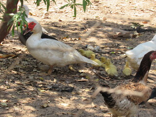 Pato aqui, pato acolá. © rose1967