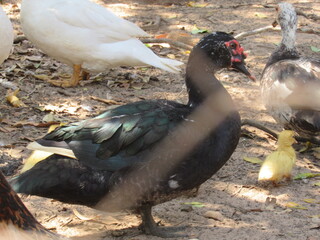 Pato aqui, pato acolá. © rose1967