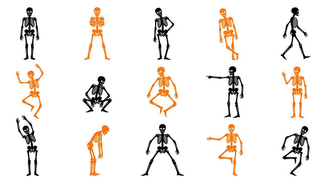 Human skeleton and muscle model performing yoga poses