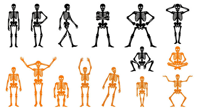 Human skeleton and muscular system poses illustration