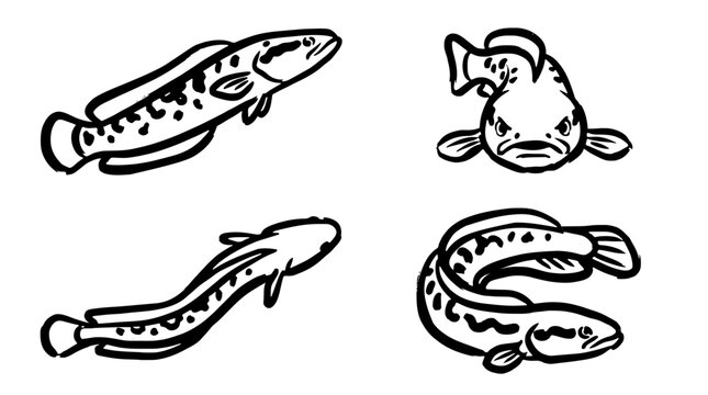 Black and white snakehead fish vector illustration set