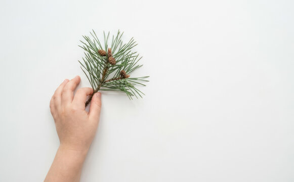 A young child holding a pine branch with small cones on a white background for winter concepts