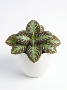 Episcia cupreata potted plant in a white ceramic pot on isolated white background, indoor botanical decoration