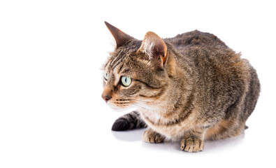 Fototapeta premium Playful tabby cat watching the blank space for your message.