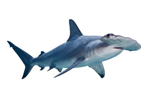 Hammerhead shark swimming in profile view isolated on transparent background Cutout PNG