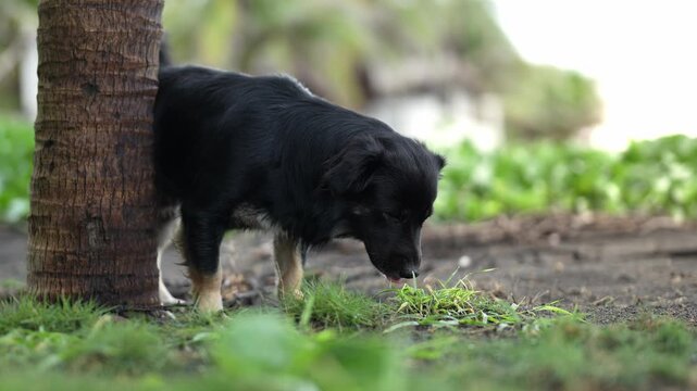 Black Stray Dog Sniffing Grass and Looking Around by Palm Tree Trunk Outdoors