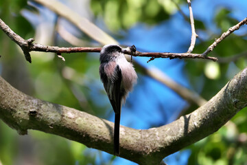 Long-tailed Tit hangs on a thin branch and is eating © 徹志 山賀