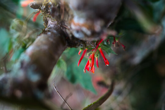 Close-Up of Red Erythrina Berteroana Pito Tree Flowers Hanging from Mossy Branch in Forest