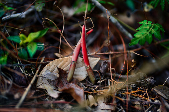 Close-up of the edible red flowers of the pito tree Erythrina berteroana resting on dry leaves in the forest.