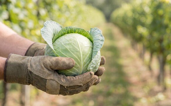 Farmer holding freshly harvested organic white cabbage in field for sustainable agriculture concept
