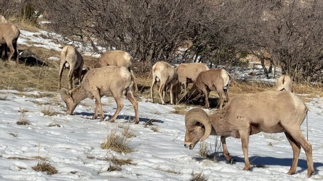 Bighorn sheep grazing on grass emerging from the snow.