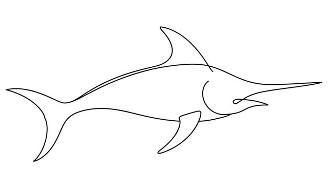 Marlin fish white background.