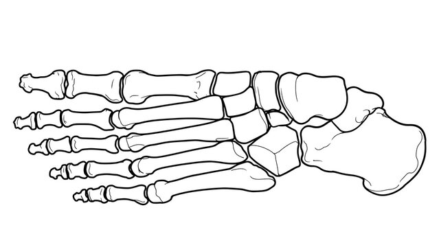Human Foot Bones Anatomy white background.
