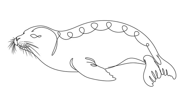 Seal lying down white background.
