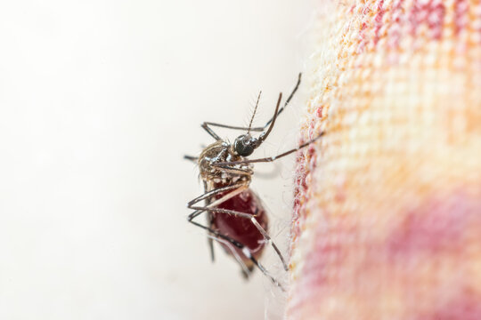 Close up of mosquito resting textured fabric showing slender legs detailed body blood filled abdomen bright copy space background