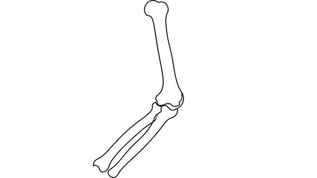 Human leg bone anatomy white background.