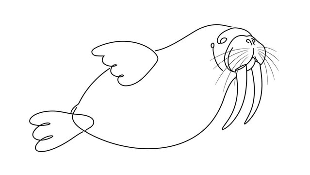 Walrus cartoon white background.