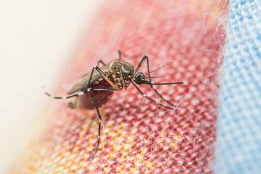 Close up of blood fed mosquito resting textured fabric showing swollen abdomen slender legs wings detailed insect anatomy