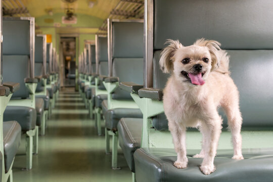 Close up of happy small dog standing passenger seat inside train carriage rows of seats during railway journey