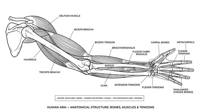 Human arm anatomical structure white background.