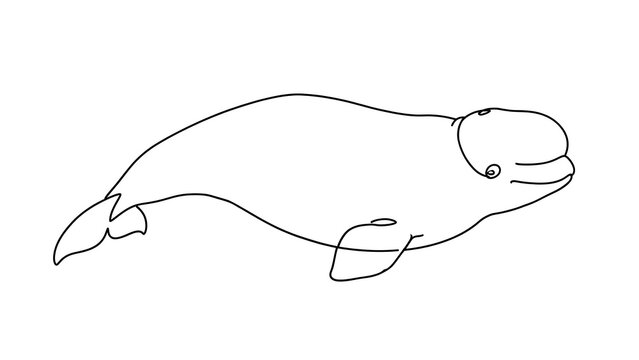 Simple line drawing of a platypus white background.
