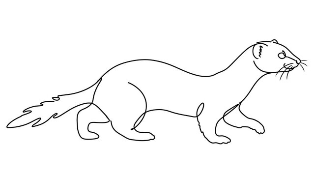 Mink animal drawing white background.