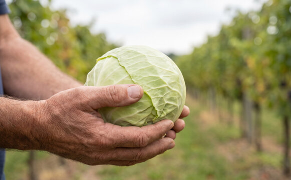 A male farmer holding a fresh green cabbage in his hands in an outdoor agricultural field