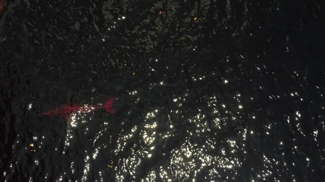 Amazon River Dolphins Seen from Above in the Blackwaters of the Rio Negro