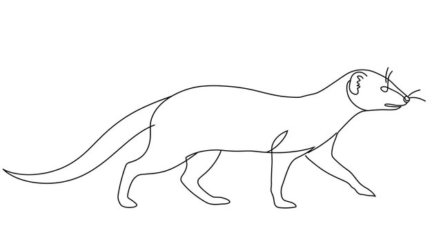 Walking ferret white background.