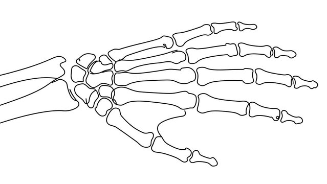 Human hand skeleton white background.